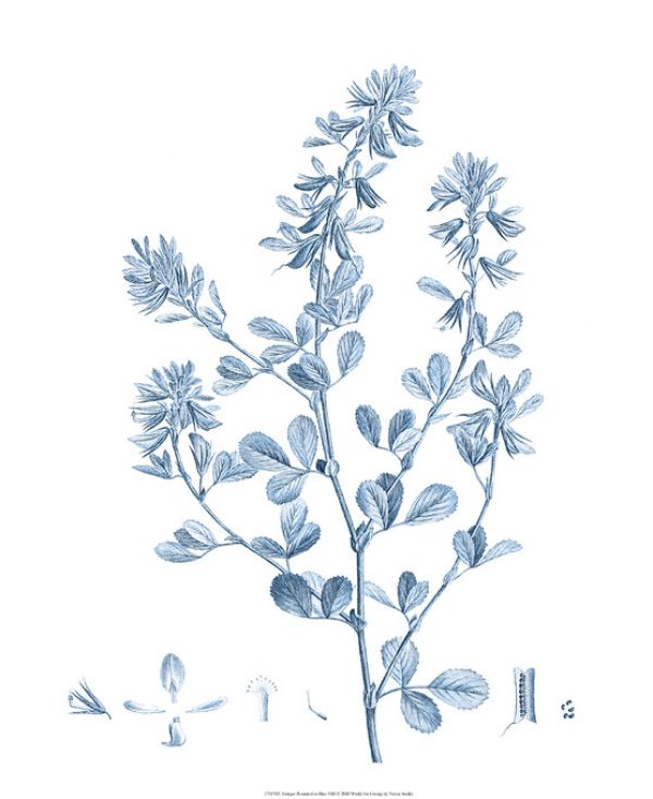 PHOTOWALL / Antique Botanical in Blue VI (e324757)