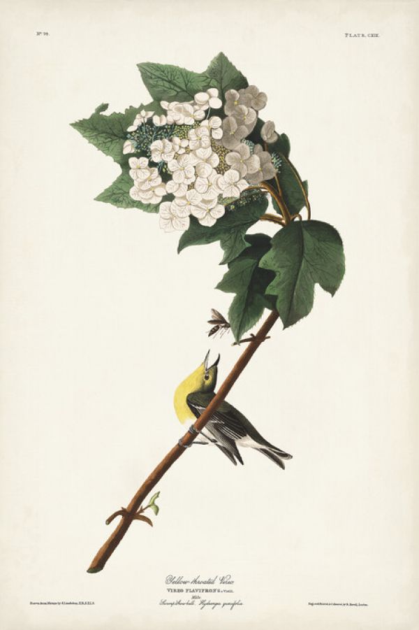 PHOTOWALL / Yellow-Throated Vireo (e324780)