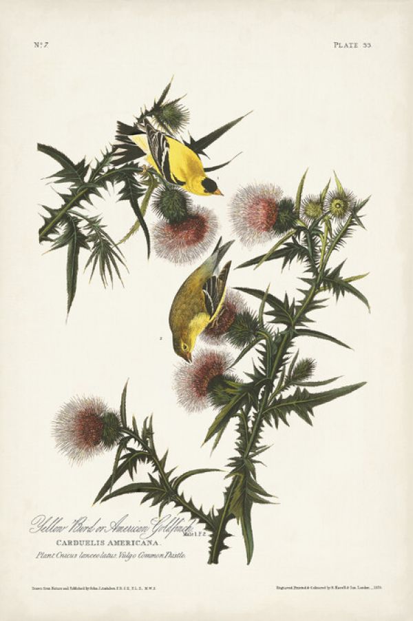 PHOTOWALL / American Gold Finch (e324785)