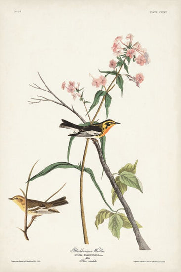 PHOTOWALL / Blackburnian Warbler (e324792)