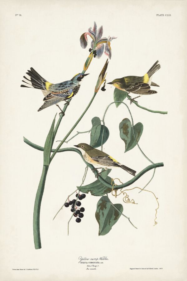 PHOTOWALL / Yellow-Rump Warbler (e324793)