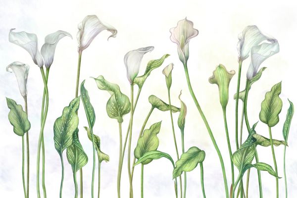 PHOTOWALL / White Callas - Bright (e327107) | 輸入壁紙専門店 WALPA