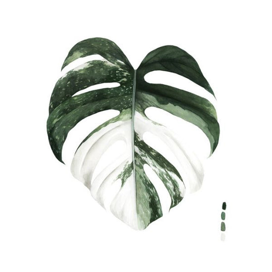 PHOTOWALL / Variegated Monstera (e324771)