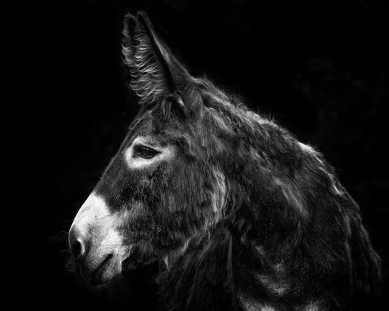 PHOTOWALL / Donkey Portrait (e324957)