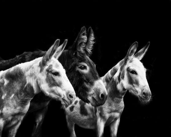 PHOTOWALL / Donkey Portrait II (e324958)