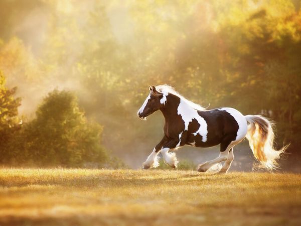 PHOTOWALL / Golden Lit Horse II (e324960)