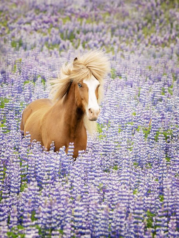 PHOTOWALL / Horse in Lavender (e324961)
