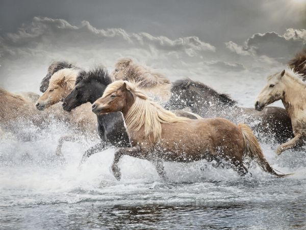 PHOTOWALL / Horse Run (e324962)