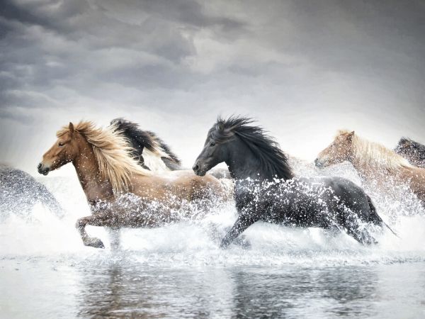 PHOTOWALL / Horse Run II (e324963)