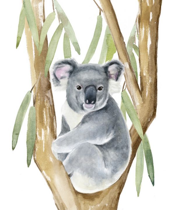 PHOTOWALL / Woodland Koala (e324995)