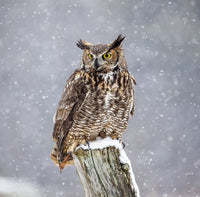 PHOTOWALL / Great Horned Owl (e324997) | 輸入壁紙専門店
