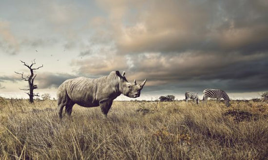 PHOTOWALL / Rhino and Zebra in Grasslands (e325001)