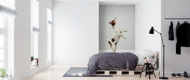 PHOTOWALL / Standing Jack Russell Terrier (e325006)