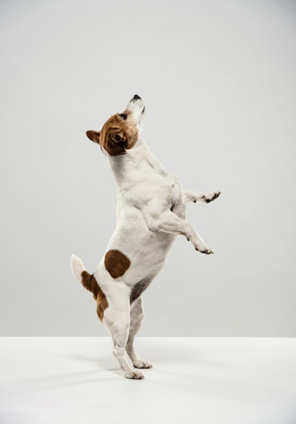 PHOTOWALL / Standing Jack Russell Terrier (e325006)