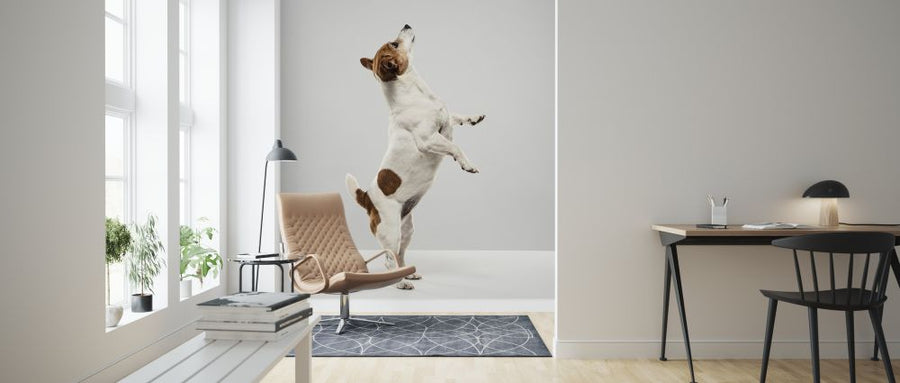PHOTOWALL / Standing Jack Russell Terrier (e325006)