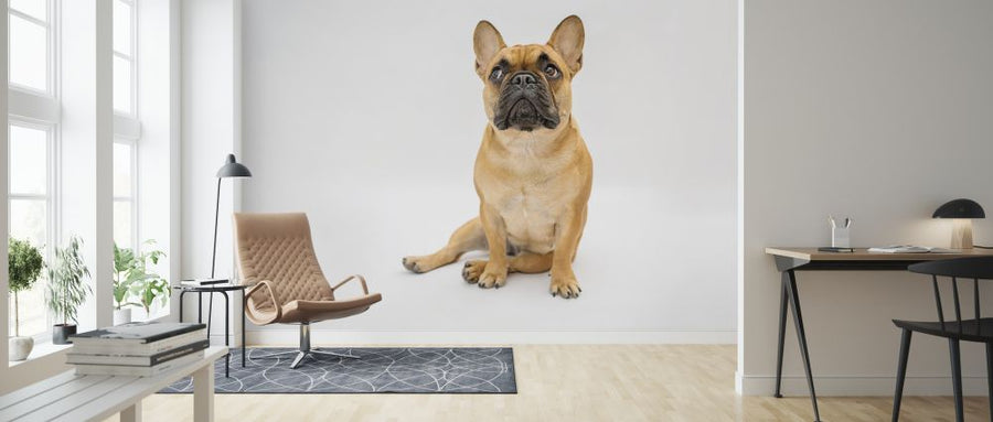 PHOTOWALL / French Bulldog (e325007)