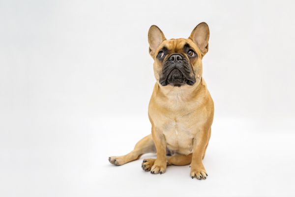 PHOTOWALL / French Bulldog (e325007)