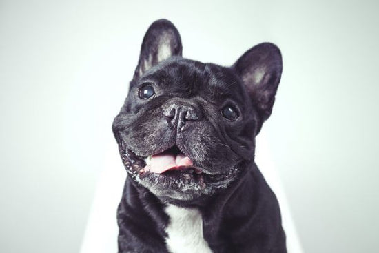 PHOTOWALL / Happy Old French Bulldog (e325013)