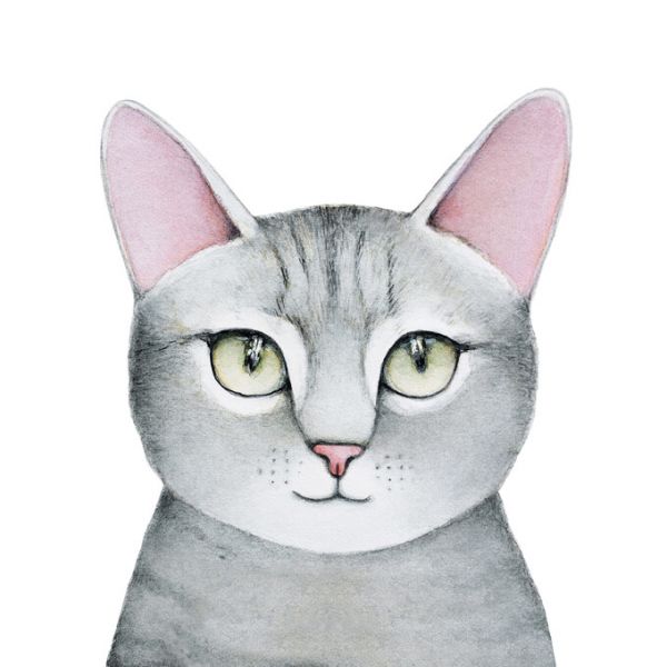 PHOTOWALL / Fluffy Cat Portrait (e325031)