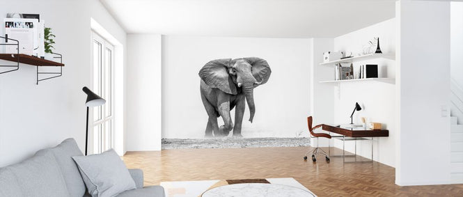 PHOTOWALL / African Elephant (e325040)