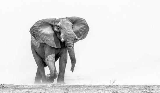 PHOTOWALL / African Elephant (e325040)