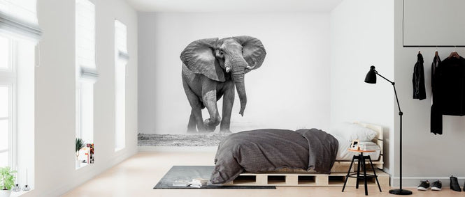 PHOTOWALL / African Elephant (e325040)