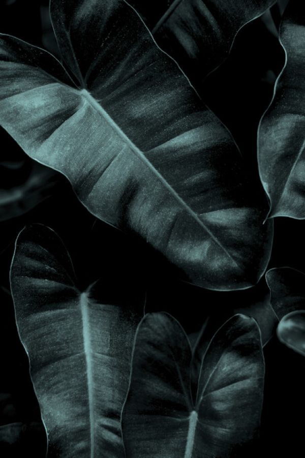 PHOTOWALL / Dark Leafs (e327745)