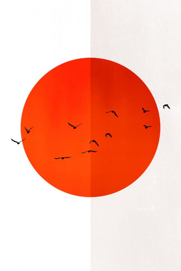 PHOTOWALL / Seagulls of the Sun (e327765)