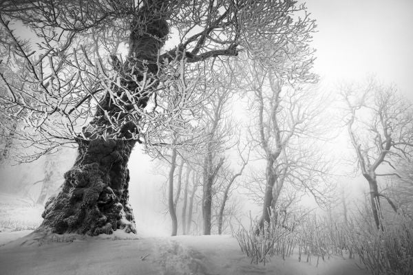 PHOTOWALL / Winters Way II (e327795)