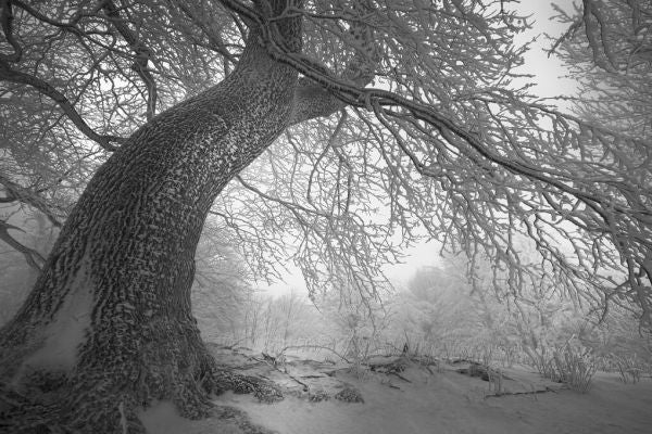 PHOTOWALL / Winters Way (e327796)