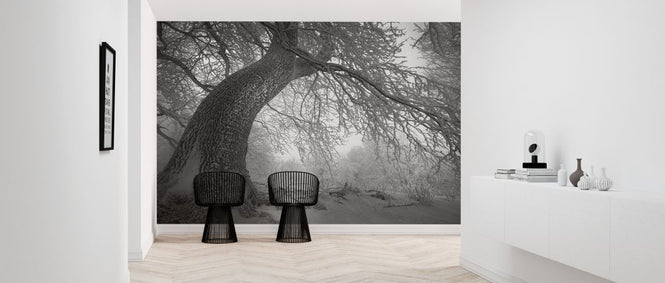 PHOTOWALL / Winters Way (e327796)