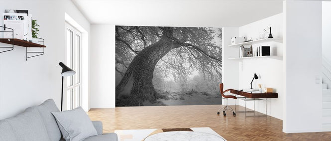 PHOTOWALL / Winters Way (e327796)