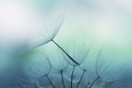 PHOTOWALL / Dandelion Seed Portrait (e327797)