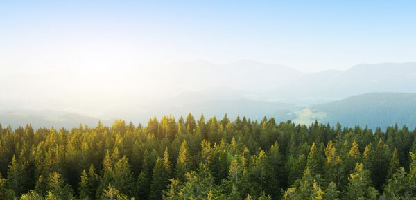 PHOTOWALL / Pine Forest at Sunrise (e327809)