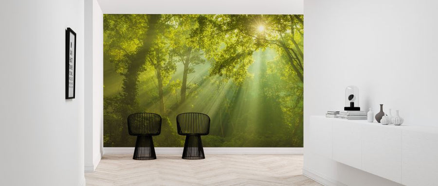 PHOTOWALL / Green Forest Sunlight (e327812)