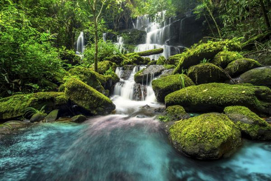 PHOTOWALL / Waterfall in Green Forest (e327815)