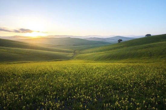 PHOTOWALL / Spring Grass Field (e327817)