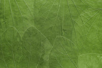 PHOTOWALL / Bright Green Leaves (e327818) | 輸入壁紙専門店 WALPA