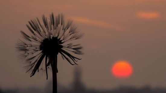 PHOTOWALL / Dandelion and Silhouette Sun (e327820)