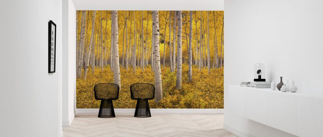 PHOTOWALL / Aspen Tree Forest (e327825)