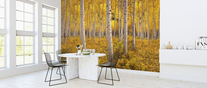 PHOTOWALL / Aspen Tree Forest (e327825)
