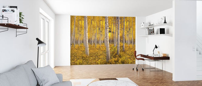 PHOTOWALL / Aspen Tree Forest (e327825)