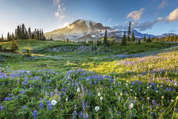 PHOTOWALL / Mt Rainier National Park (e327829)