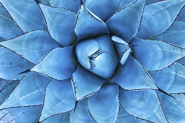 PHOTOWALL / Blue Agave Plant (e327831)