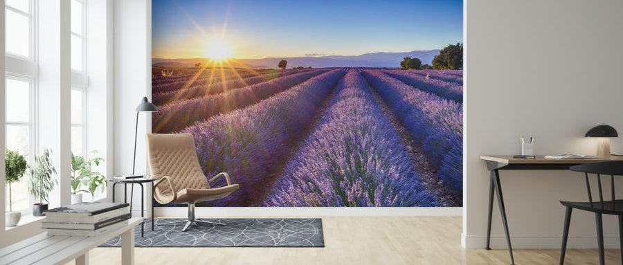 PHOTOWALL / Blooming Lavender Flowers (e327840)