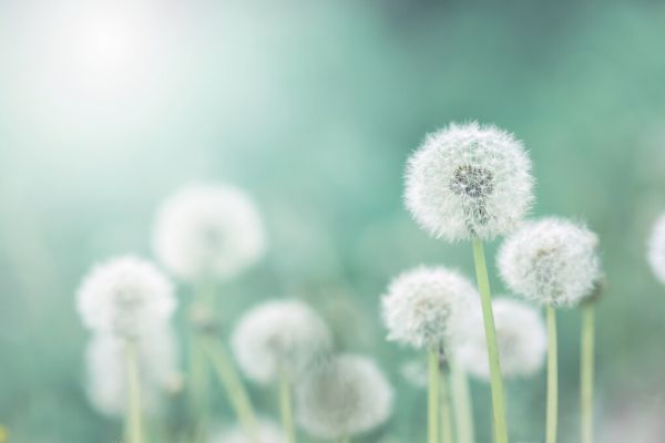 PHOTOWALL / Dandelion Flower (e327845)