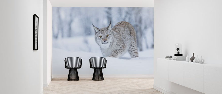 PHOTOWALL / Eurasian Lynx (e325044)