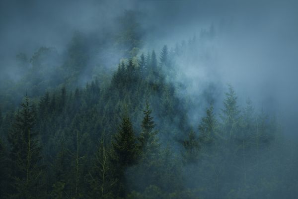 PHOTOWALL / Foggy Green Forest (e325049)