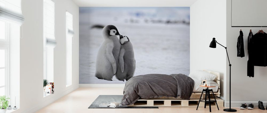 PHOTOWALL / Emperor Penguins (e325053)