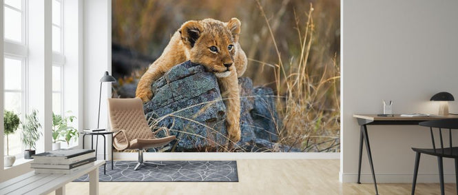 PHOTOWALL / Lion Cub (e325057)